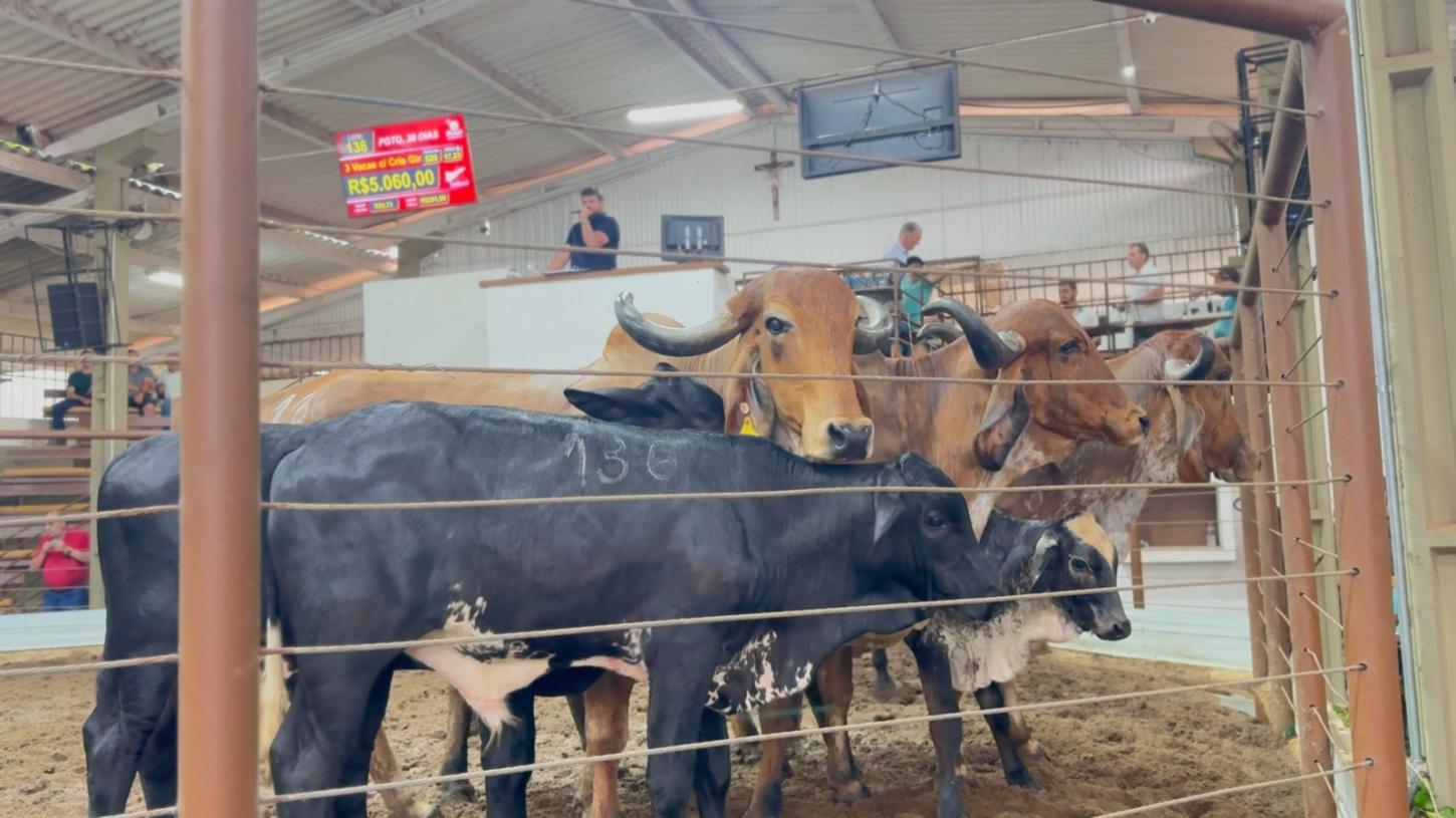 Leilão Misto do SinRural encerra 2025 com mais de 22 mil animais comercializados
