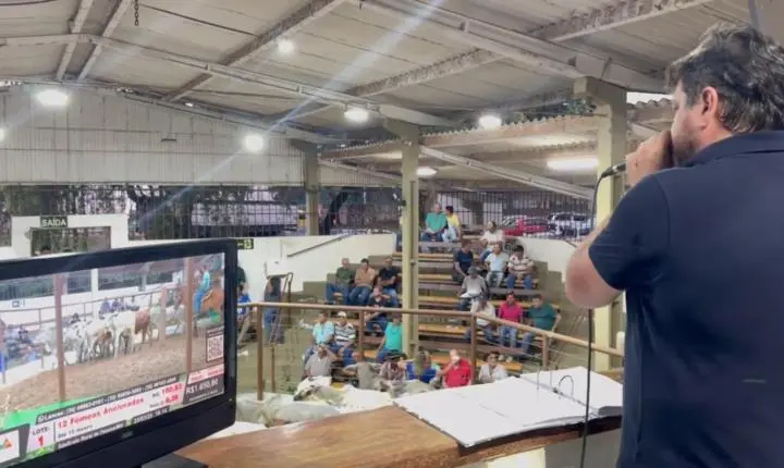 Leilão Misto do SinRural encerra 2025 com mais de 22 mil animais comercializados