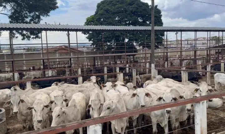 Leilão Misto do SinRural encerra 2025 com mais de 22 mil animais comercializados
